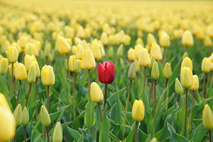 Personalisation - Red tulip in field of yellow tulips